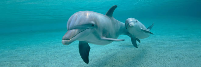 swim with dolphins in panama city beach