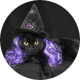 halloween pet costumes