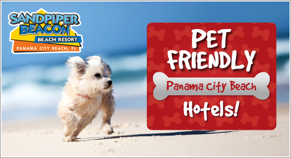 Pet Friendly Hotels in Panama City Beach Fl