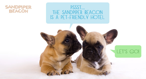 Sandpiper Beacon Beach Resort: Pet Friendly Hotel