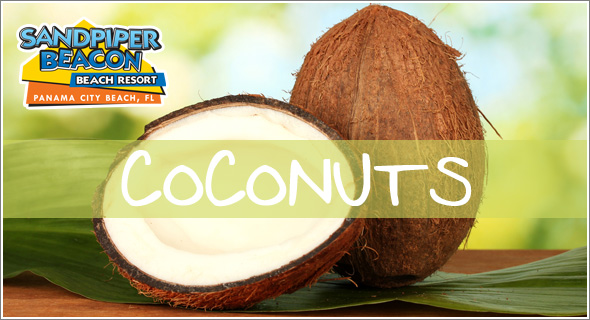 “Coconuts” Coming Soon to Panama City Beach