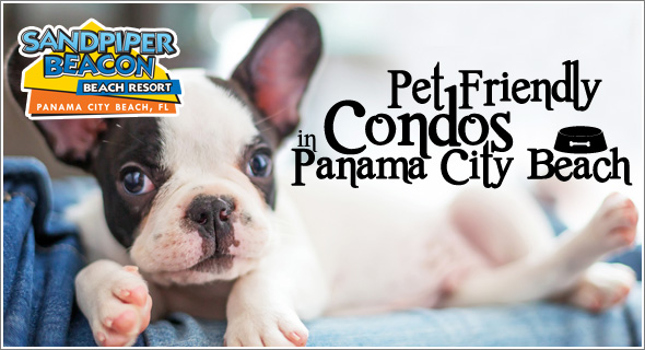 Pet Friendly Condos in Panama City Beach, FL