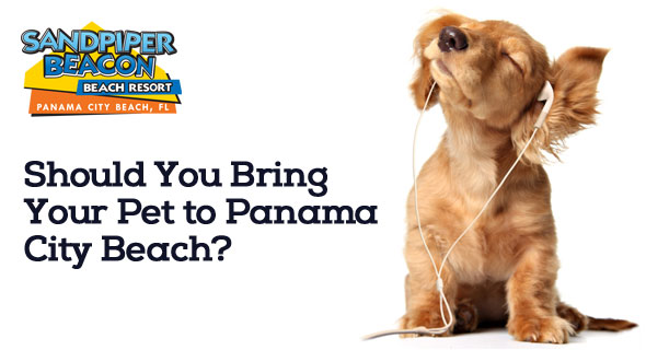Should You Bring Your Pet to Panama City Beach?