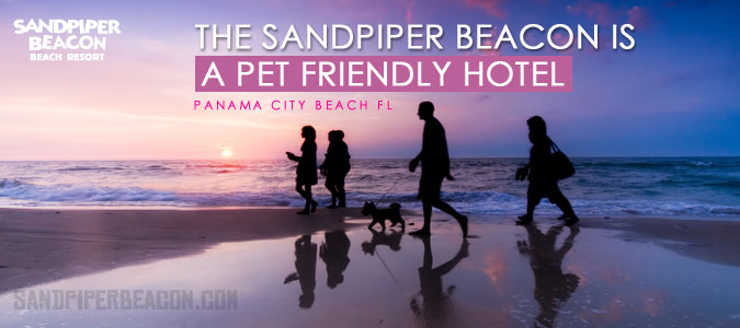 Pet Friendly Hotels In Panama City Beach Sandpiper Beacon